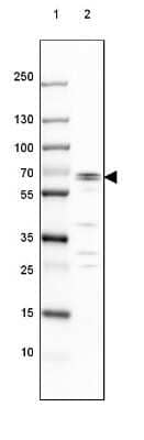 Western Blot: GAD1/GAD67 Antibody (CL2919) [NBP2-46639]