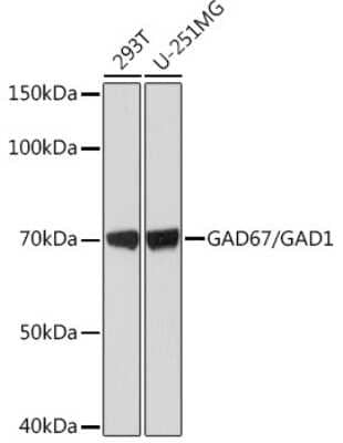 Western Blot: GAD1/GAD67 Antibody (4I8S8) [NBP3-15480]