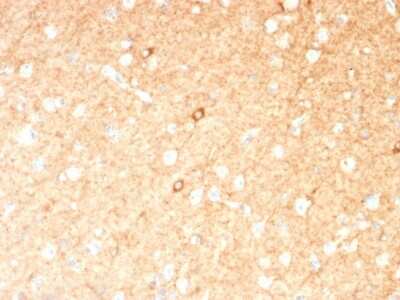 Immunohistochemistry-Paraffin: GAD1/GAD67 Antibody (GAD1/2391) [NBP3-07357]