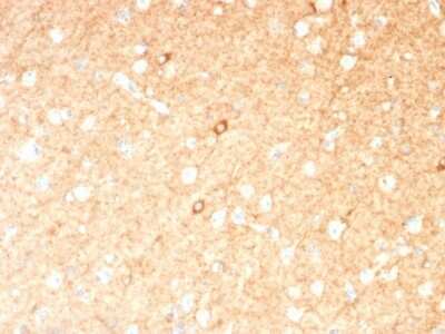 Immunohistochemistry-Paraffin: GAD1/GAD67 Antibody (GAD1/2391) - Azide and BSA Free [NBP3-08276]