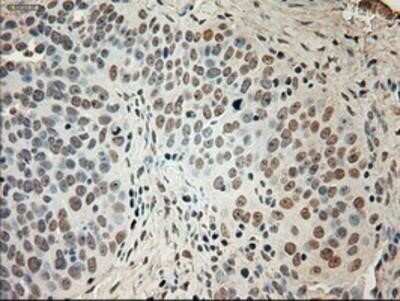 Immunohistochemistry-Paraffin: GAD1/GAD67 Antibody (OTI3G9) [NBP1-48272]