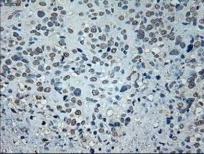 Immunohistochemistry-Paraffin: GAD1/GAD67 Antibody (OTI3G9) [NBP1-48272]