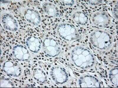 Immunohistochemistry-Paraffin: GAD1/GAD67 Antibody (OTI3G9) [NBP1-48272]