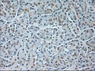 Immunohistochemistry-Paraffin: GAD1/GAD67 Antibody (OTI3G9) [NBP1-48272]
