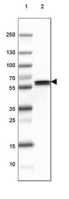 Western Blot: GAD2/GAD65 Antibody (CL2736) [NBP2-46629]