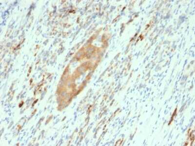 Immunohistochemistry-Paraffin: GAD2/GAD65 Antibody (GAD2/2362) [NBP3-07823]