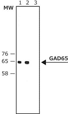 Western Blot: GAD2/GAD65 Antibody [NB110-41528]