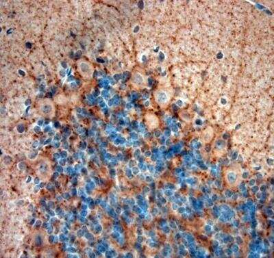 Immunohistochemistry-Paraffin: GAD65/67 Antibody [NBP2-80511]