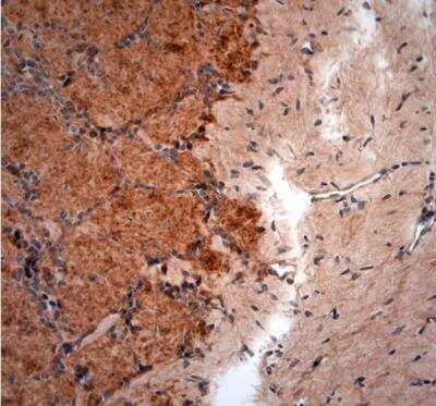 Immunohistochemistry-Paraffin: GAD65/67 Antibody [NBP2-80511]