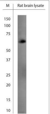 Western Blot: GAD65/67 Antibody [NBP2-80511]