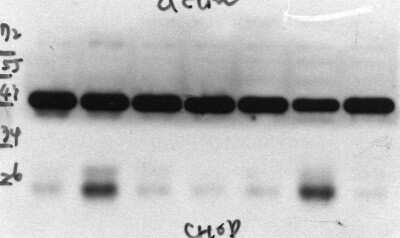 Western Blot: GADD153/CHOP Antibody (9C8)Azide and BSA Free [NBP2-80745]