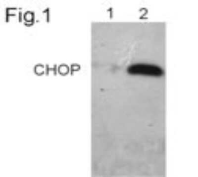 Western Blot: GADD153/CHOP Antibody (9C8)Azide and BSA Free [NBP2-80745]