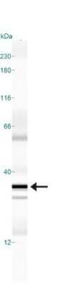 Simple Western: GADD153/CHOP Antibody (9C8) [NB600-1335]