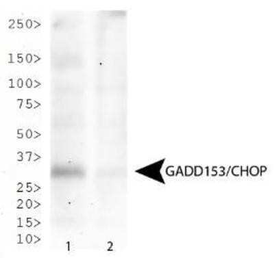 Western Blot: GADD153/CHOP Antibody (9C8) [NB600-1335]