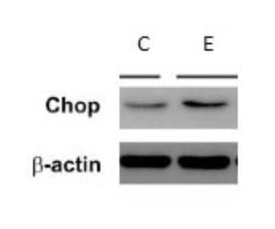 Western Blot: GADD153/CHOP Antibody (9C8) [NB600-1335]