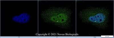 Immunocytochemistry/ Immunofluorescence: GADD153/CHOP Antibody - BSA Free [NBP2-13172]