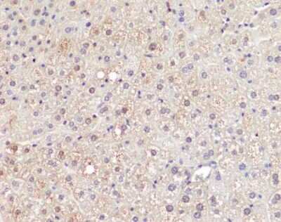 Immunohistochemistry: GADD153/CHOP Antibody - BSA Free [NBP2-13172]