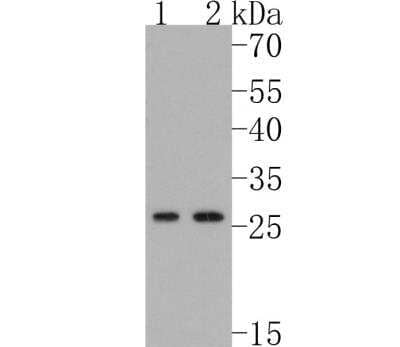 Western Blot: GADD153/CHOP Antibody (JM10-31) [NBP2-66856]