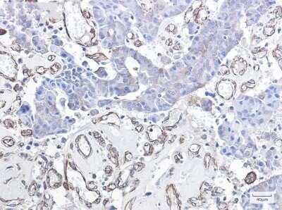 Immunohistochemistry-Paraffin: GADD153/CHOP Antibody (S02-6A3) [NBP3-14934]