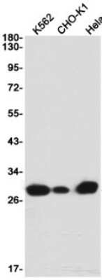 Western Blot: GADD153/CHOP Antibody (S02-6A3) [NBP3-14934]