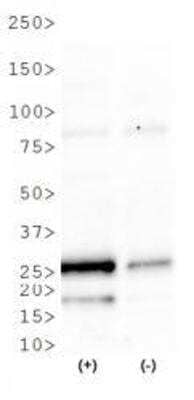 Western Blot: GADD153/CHOP AntibodyBSA Free [NBP2-13172]