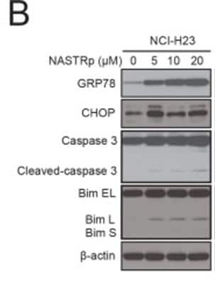 Western Blot: GADD153/CHOP AntibodyBSA Free [NBP2-13172]