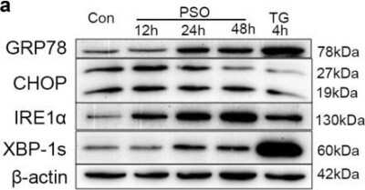 Western Blot: GADD153/CHOP AntibodyBSA Free [NBP2-13172]