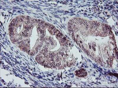 Immunohistochemistry: GADD34 Antibody (OTI3D12) - Azide and BSA Free [NBP2-71765]