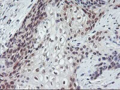 Immunohistochemistry: GADD34 Antibody (OTI3D12) - Azide and BSA Free [NBP2-71765]
