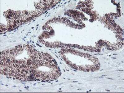 Immunohistochemistry: GADD34 Antibody (OTI3D12) - Azide and BSA Free [NBP2-71765]