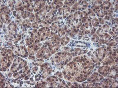Immunohistochemistry: GADD34 Antibody (OTI3D12) - Azide and BSA Free [NBP2-71765]