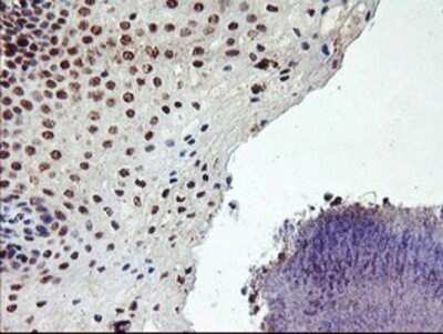 Immunohistochemistry: GADD34 Antibody (OTI3D12) - Azide and BSA Free [NBP2-71765]