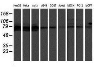 Western Blot: GADD34 Antibody (OTI3D12)Azide and BSA Free [NBP2-71765]