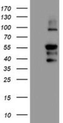 Western Blot: GADD34 Antibody (OTI3D12)Azide and BSA Free [NBP2-71765]