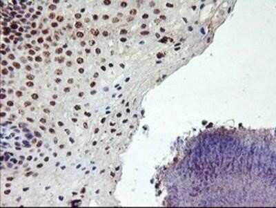 Immunohistochemistry-Paraffin: GADD34 Antibody (OTI3D12) [NBP2-01787]