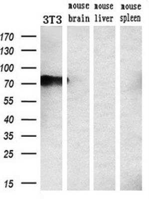Western Blot: GADD34 Antibody (OTI3D12) [NBP2-01787]