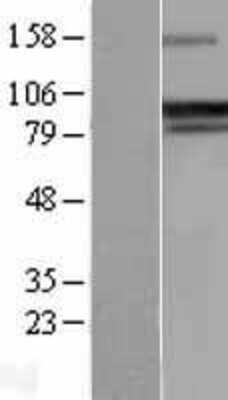 Western Blot: GADD34 Overexpression Lysate [NBL1-14676]