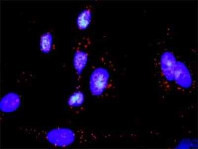 Proximity Ligation Assay: GADD45 alpha Antibody (3D12) [H00001647-M01]