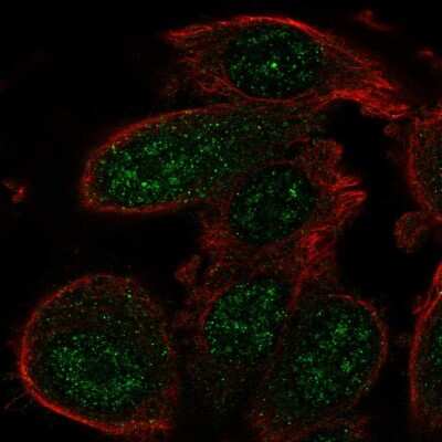 Immunocytochemistry/ Immunofluorescence: GADD45 alpha Antibody [NBP2-55059]