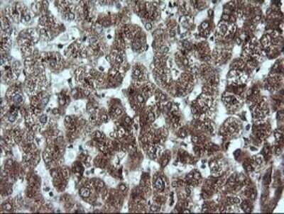 Immunohistochemistry: GADD45G Antibody (OTI2F12) - Azide and BSA Free [NBP2-71646]