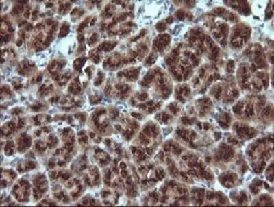Immunohistochemistry: GADD45G Antibody (OTI2F12) - Azide and BSA Free [NBP2-71646]