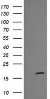 Western Blot: GADD45G Antibody (OTI2F12)Azide and BSA Free [NBP2-71646]