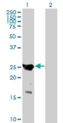 Western Blot: GAJ Antibody [H00084057-B01P]