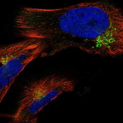 Immunocytochemistry/ Immunofluorescence: GAK Antibody [NBP1-89441]