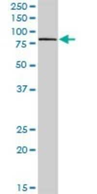 Western Blot: GAL3ST4 Antibody [H00079690-D01P]