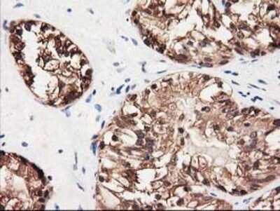 Immunohistochemistry-Paraffin: GALE Antibody (OTI1C4) [NBP2-03390]