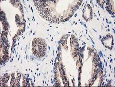 Immunohistochemistry-Paraffin: GALE Antibody (OTI1C4) [NBP2-03390]