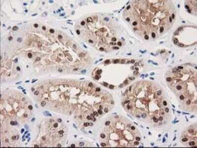 Immunohistochemistry-Paraffin: GALE Antibody (OTI1C4) [NBP2-03390]
