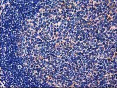 Immunohistochemistry-Paraffin: GALE Antibody (OTI1C4) [NBP2-03390]
