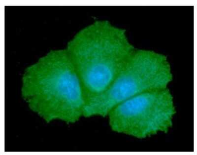 Immunocytochemistry/ Immunofluorescence: GALE Antibody (6G10) - BSA Free [NBP2-59421]
